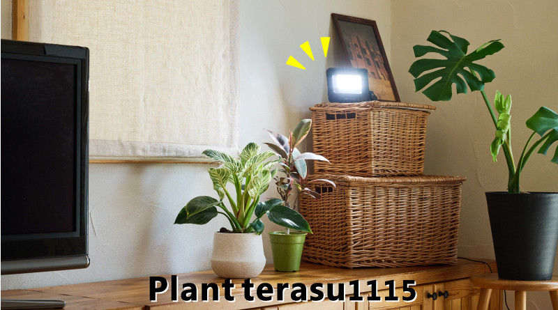 Plantterasu1115-image.jpg
