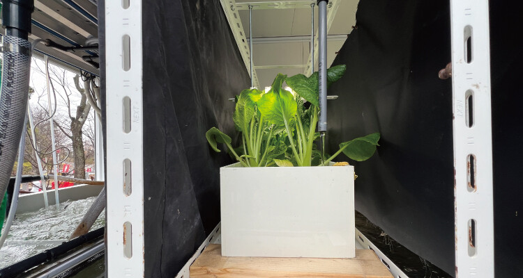 Aquaponics-triterasublog05.jpg