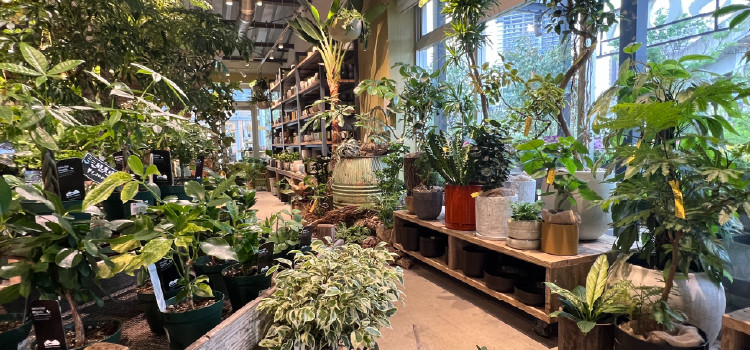 plantterasublog-shop_chi02-_3.jpg
