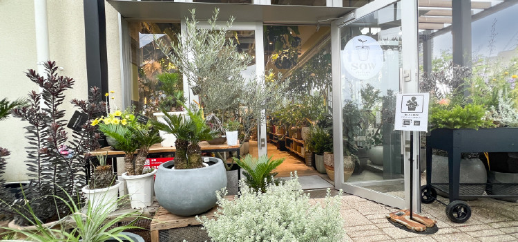 plantterasublog-shop_chi02-_4.jpg